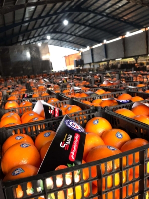 خدمات صادرات میوه علی گرجی در قائم‌شهر