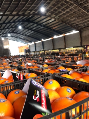 صادرات میوه‌